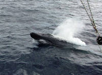 Balaenoptera musculus