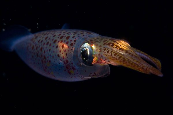 © OCEANA / Carlos Suárez