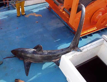 Common thresher shark (Alopias vulpinus) - Oceana Europe