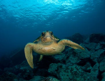 Caretta caretta