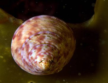 Calliostoma zizyphinum