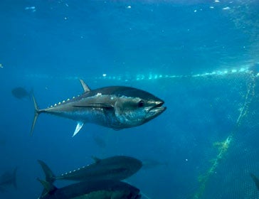 Bluefin tuna (Thunnus thynnus)