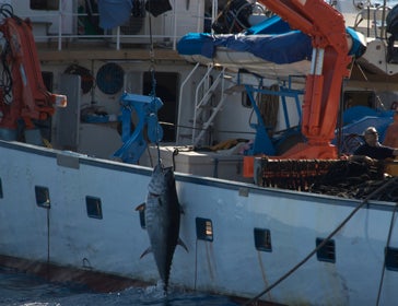 Bluefin tuna (Thunnus thynnus) fishing in the Balearic Islands, Mediterranean Sea
