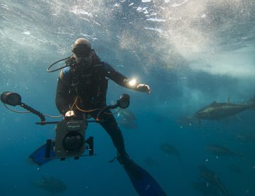 Diving with bluefun tuna (Thunnus thynnus) in the Mediterranean