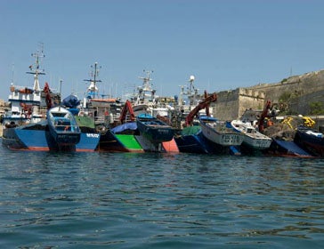 Purse seiners in Msida