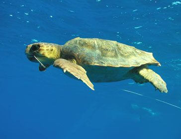 Caretta caretta