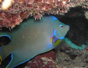 Holacanthus ciliaris