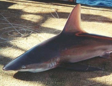 Tiburón trozo (Carcharhinus plumbeus)