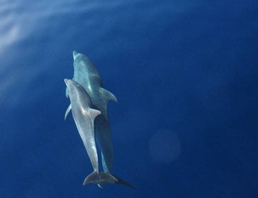 Delfines