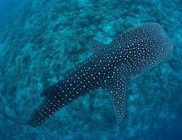 Tiburón ballena (Rhincodon typus)