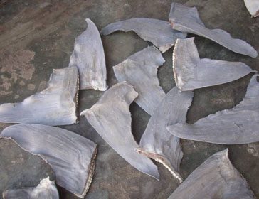 Shark fins