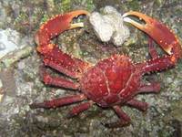 Crab