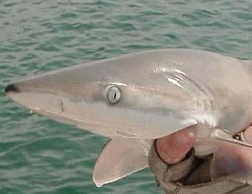 Tiburón amarillo (Carcharhinus acronotus)