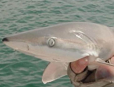 blacknose shark