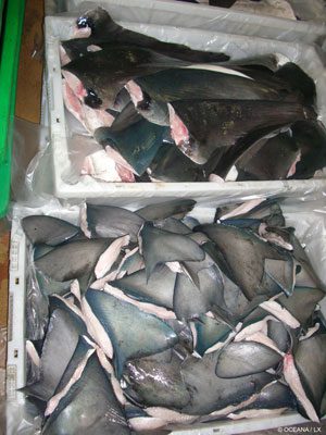 Shark finning - Oceana