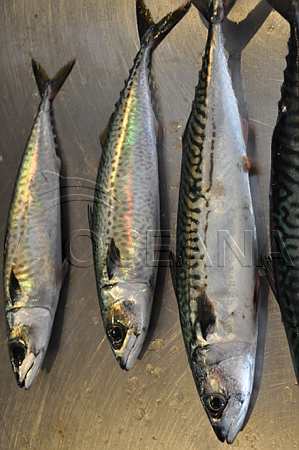 OCEANA Mackerel