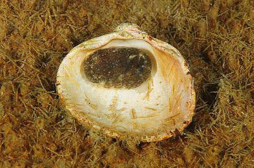 © OCEANA / Carlos Minguell - Striped Seasnail