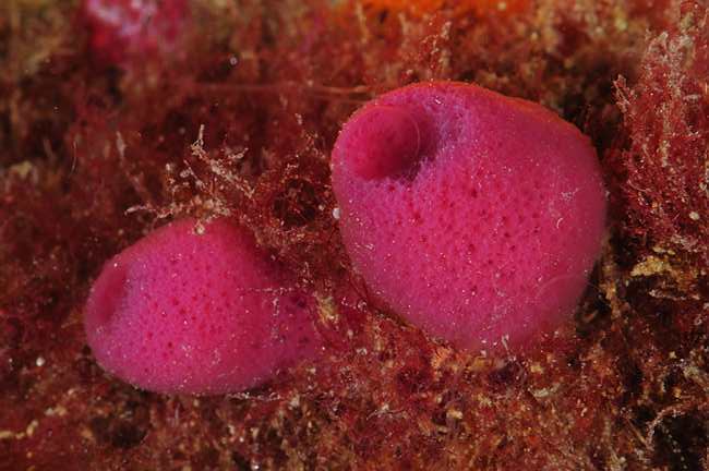A pair of tube sponges (Haliclona mediterranea) © OCEANA / Carlos Minguell