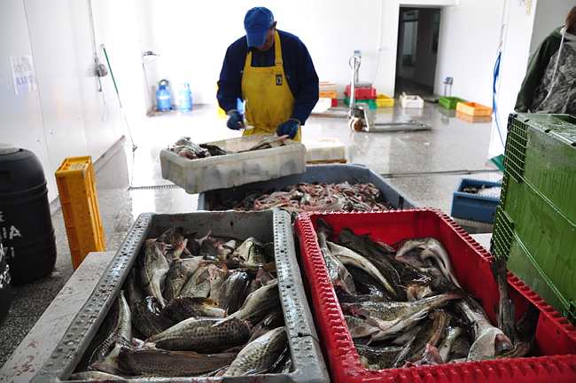 Clearing cod in the fish market of Dziwnow, Southern Baltic Proper, Poland. © OCEANA/LX