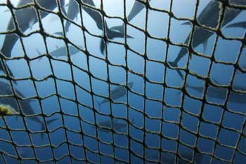 Bluefin tuna (Thunnus thynnus) seen from outside the net in a tuna cage. Malta. Marviva Med Mediterranean Expedition. June 2008