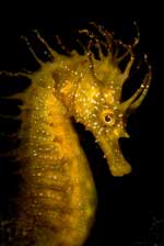 Seahorse