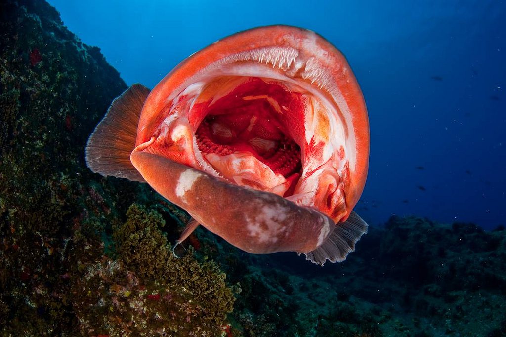 Dusky grouper (Epinephelus marginatus) with the mouth opened in rocky seabed with algae. El Bajón, La Restinga-Mar de las Calmas Marine Reserve, El Hierro, Canary Islands, Spain. Canary Islands Oceana Ranger Expedition. September 2009. © OCEANA / Carlos Suárez