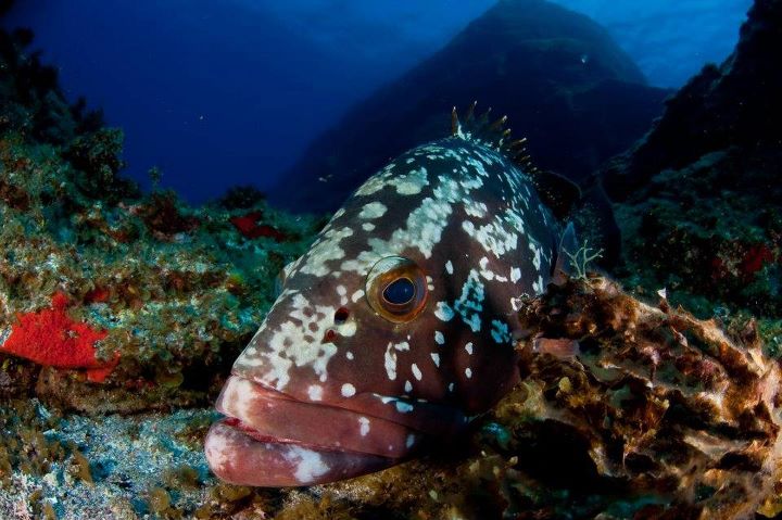 Dusky grouper (Epinephelus marginatus) in rocky seabed with algae (Lobophora variegata, Stypopodium zonale), and sponges (Batzella inops). El Bajón, La Restinga-Mar de las Calmas Marine Reserve, El Hierro, Canary Islands, Spain. Canary Islands Oceana Ranger Expedition. September 2009. © OCEANA / Carlos Suárez