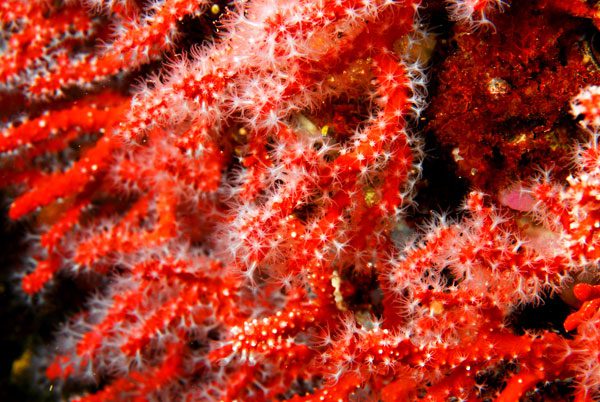 Coral rojo (Corallium rubrum). Islas Medas, Girona, España. Expedición por el Mediterráneo del Catamarán Oceana Ranger. Julio 2006. © OCEANA / Juan Cuetos