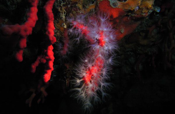 Coral rojo (Corallium rubrum). Reserva Marina de Portofino, Italia. Expedición por el Mediterráneo del catamarán Oceana Ranger. Mayo 2006. © OCEANA / Houssine Kaddachi