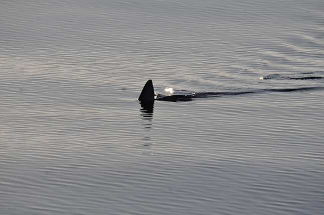 Shark fin in the surface, south of Alboran sea, Morocco. © OCEANA Carlos Minguell