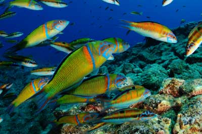 Canary Islands