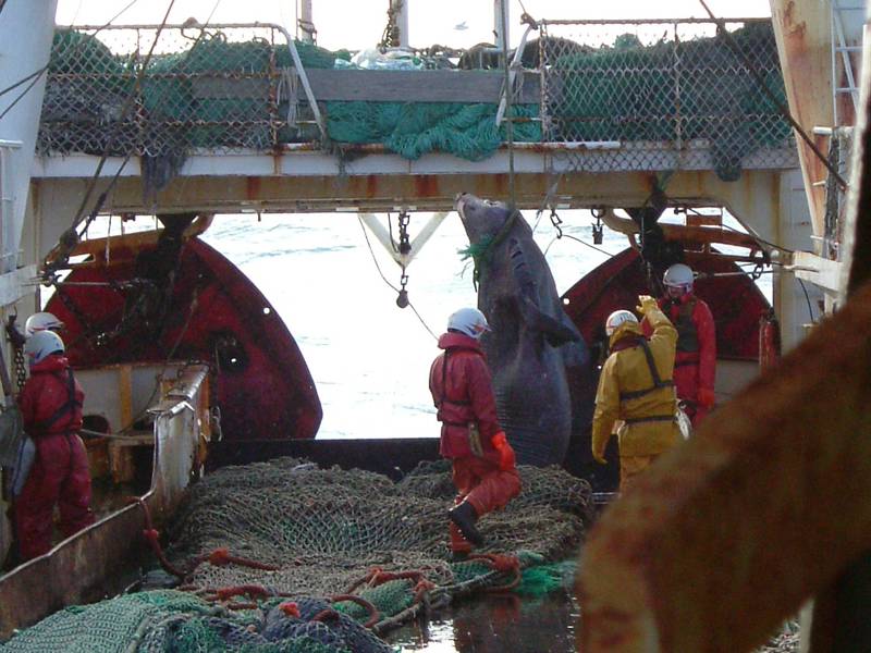 Bycatch of basking shark (Cetorhinus maximus) in a spanish trawler in NAFO area. 2005. © OCEANA