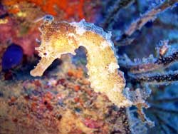 Pacific seahorse (Hippocampus ingens) © OCEANA / Houssine Kaddachi