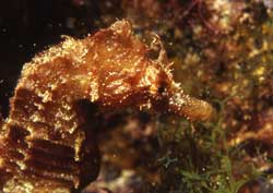 Caballito de mar común  (Hippocampus hippocampus) © OCEANA / Sergio Gosalvez