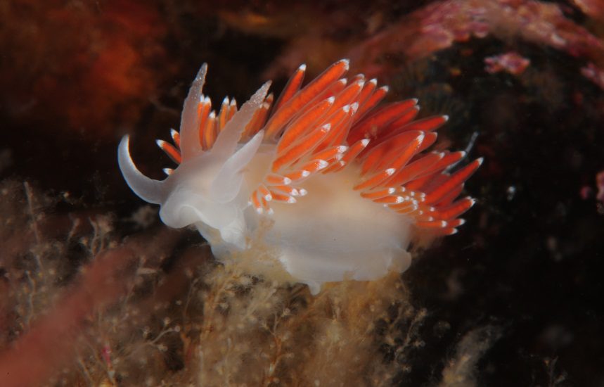 Coryphella/Flabellina verucosa © OCEANA