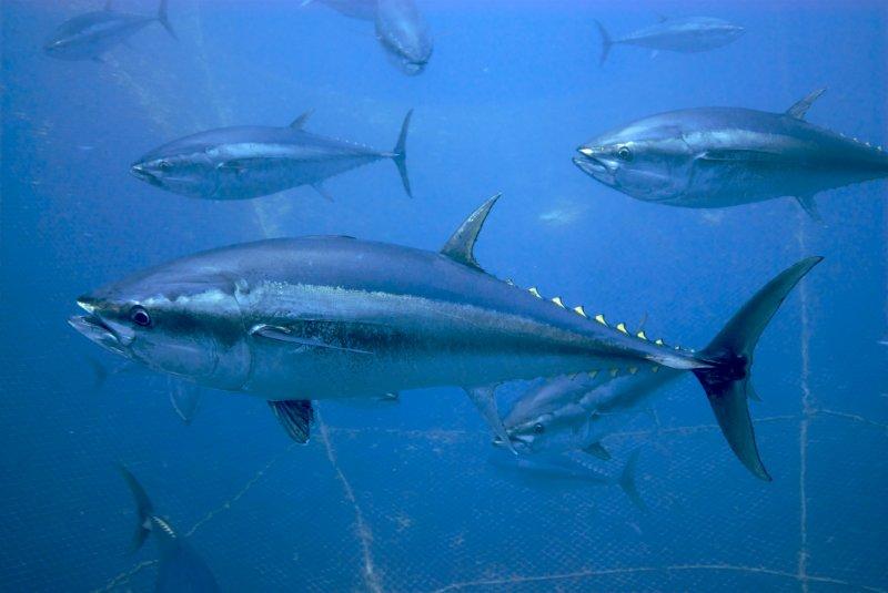 Bluefin tuna in a cage in Malta © OCEANA 