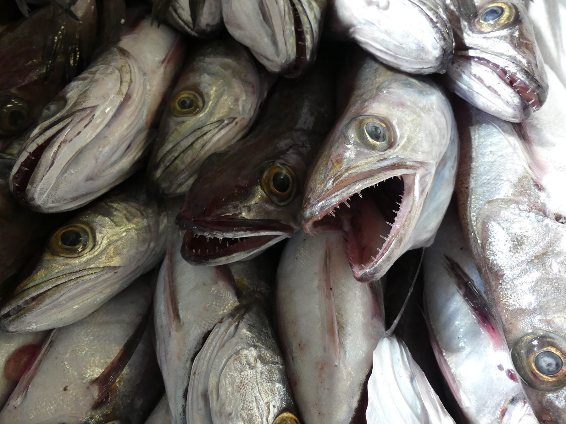 Why are Mediterranean Fisheries Failing, while Atlantic Fishing