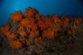 Coral anaranjado (Astroides calycularis), cuya distribución más occidental en la Bahía de Cádiz fue hallada por Oceana. © OCEANA/ Carlos Suárez.