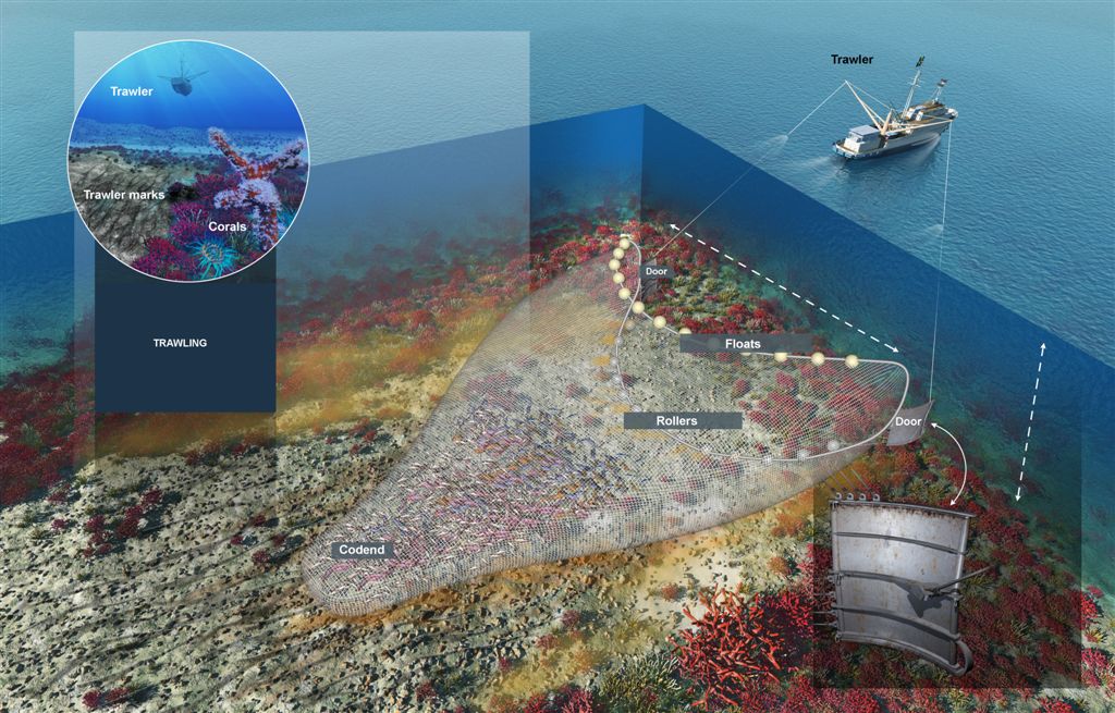 https://europe.oceana.org/wp-content/uploads/sites/26/infog_Trawler_Damage_ENG_Oct2011.jpg