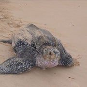 Dermochelys coriacea