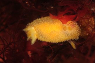 Nudibranch © OCEANA