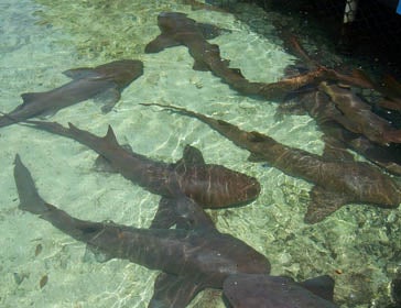 la Gata nodriza (Ginglymostoma cirratum) es una especie de tiburón que prefiere las aguas profundas.