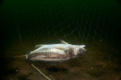 © OCEANA  / Carlos Suárez. Coral negro sin identificar, probablemente una nueva especie. Cresta Abubacer, Almería, España. Expedición Oceana Ranger 2011