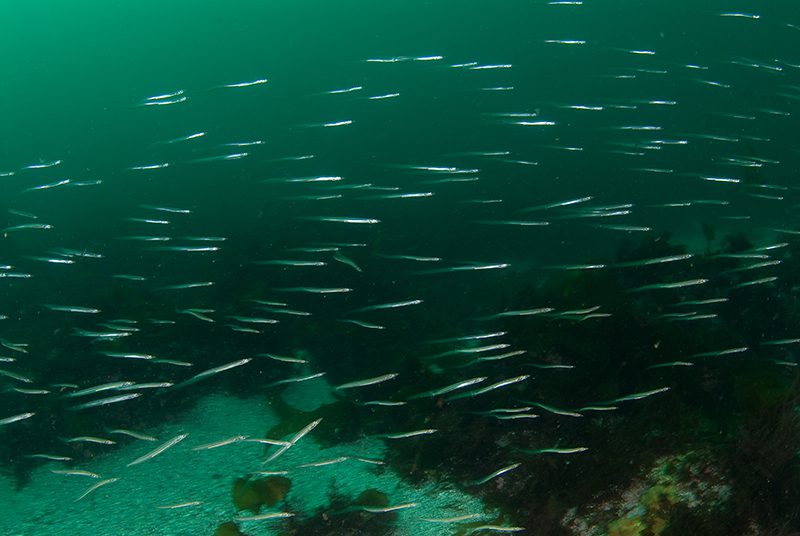 © OCEANA / Carlos Suárez