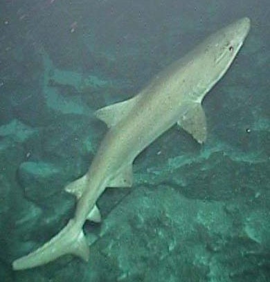 Tiburón toro (Carcharias taurus)