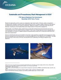 Sustainable and precautionary shark management in ICCAT