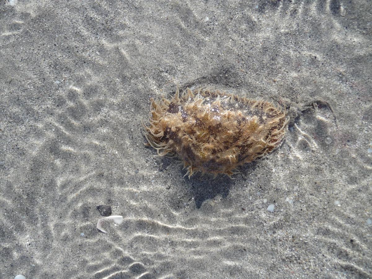 Look familiar? Invasive nudibranch, Bursatella leachii, from Suez Canal. ©Silvia Garcia/Oceana, Spain, 2011.