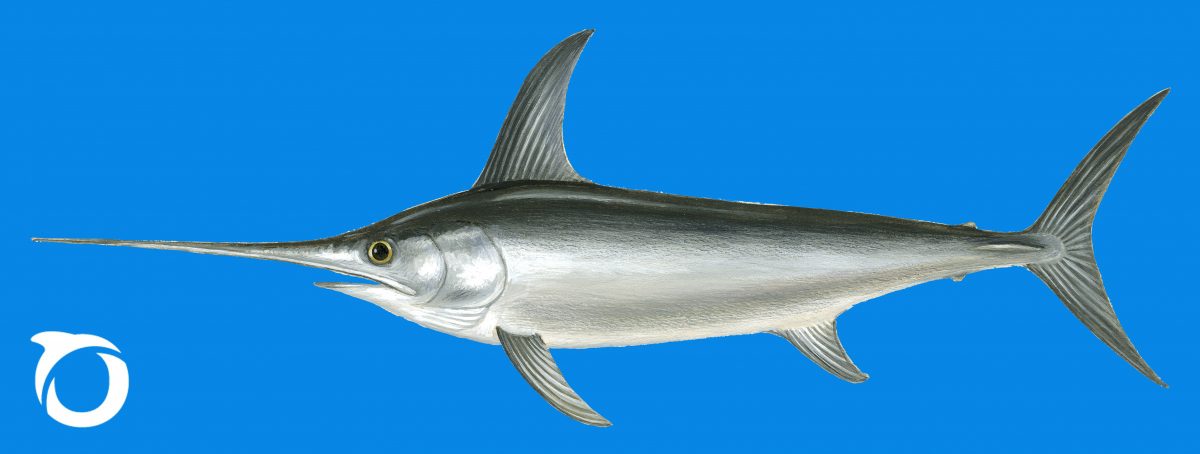 Swordfish - Oceana Europe