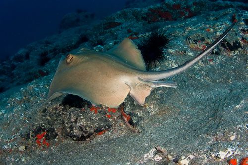 © OCEANA / Carlos Suárez