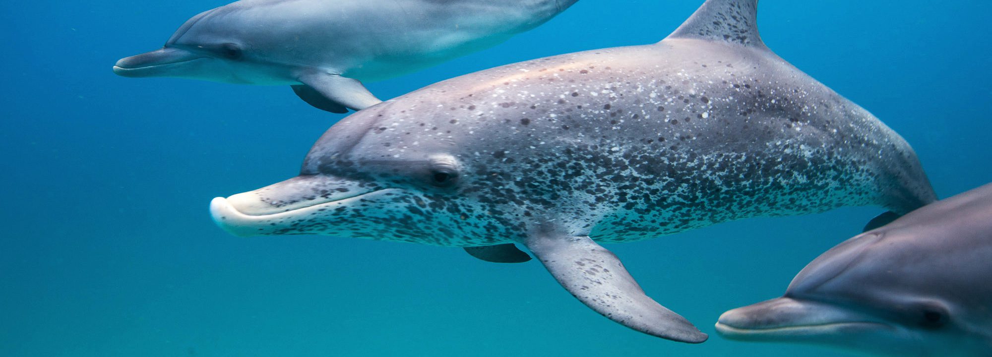 Cetáceos - Oceana Europe